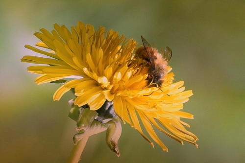 Western Honeybee (Apis mellifera) on a Dandelion in the Villa Ndio Garden