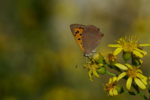 Small Copper -- Lycaena phlaeas
