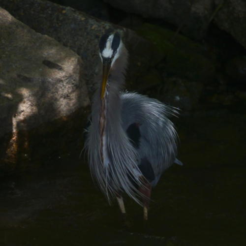 Great Blue Herons on the James River