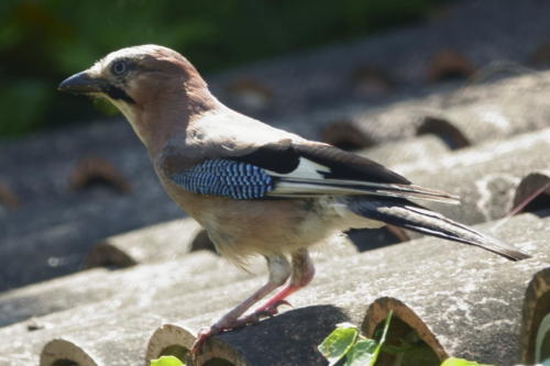 Eurasian Jay