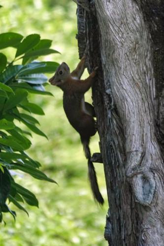 European Red Squirrel