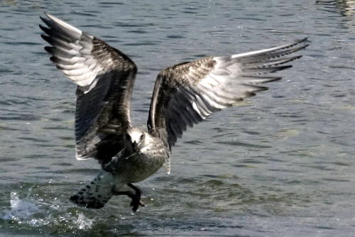 European Herring Gull