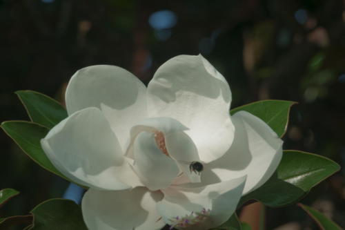 Magnolia Bee on a Mission in Nashville, Tennessee