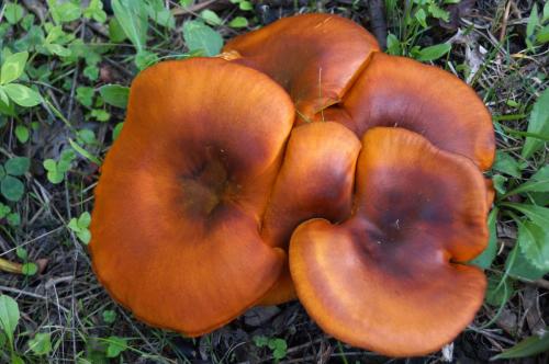 Omphalotus olearius — jack-o’-lantern mushroom